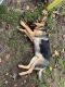 German Shepherd Puppies for sale in Central Falls, RI 02863, USA. price: $1,000