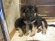 German Shepherd Puppies for sale in Pisgah, IA 51564, USA. price: NA