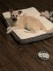 German Shepherd Puppies for sale in Berryville, VA 22611, USA. price: NA