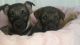 German Shepherd Puppies for sale in Homestead, FL, USA. price: NA