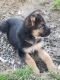 German Shepherd Puppies for sale in Columbia, KY 42728, USA. price: NA