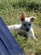 German Shepherd Puppies for sale in Brashear, TX, USA. price: NA