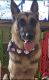 German Shepherd Puppies for sale in Groveland, FL, USA. price: NA