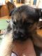 German Shepherd Puppies for sale in Hattiesburg, MS, USA. price: NA