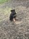 German Shepherd Puppies for sale in Junction City, OR 97448, USA. price: $400