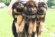German Shepherd Puppies for sale in Alabama Ave, Hammond, IN 46323, USA. price: $400