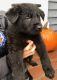 German Shepherd Puppies for sale in Grove City, OH 43123, USA. price: $750