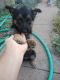 German Shepherd Puppies for sale in Greeley, CO, USA. price: $500