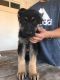 German Shepherd Puppies for sale in 16725 Burro Rd, Perris, CA 92570, USA. price: NA