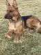 German Shepherd Puppies for sale in Highlands Ranch, CO, USA. price: $1,200
