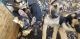 German Shepherd Puppies for sale in Hoskins, NE 68740, USA. price: NA
