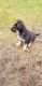 German Shepherd Puppies for sale in 13989 130th Ave, Villard, MN 56385, USA. price: $250