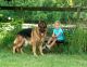 German Shepherd Puppies for sale in Spring Grove, IL, USA. price: NA