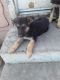 German Shepherd Puppies for sale in 917 Gardner Ave, Corcoran, CA 93212, USA. price: NA