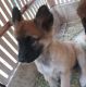 German Shepherd Puppies for sale in Garland, TX, USA. price: NA