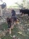 German Shepherd Puppies for sale in Jacksonville, IL 62650, USA. price: $400