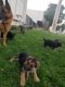 German Shepherd Puppies for sale in 2117 Yates Ave, Commerce, CA 90022, USA. price: NA