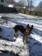 German Shepherd Puppies for sale in Shalersville Township, OH, USA. price: NA