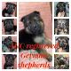 German Shepherd Puppies for sale in Evans, CO, USA. price: $1,500