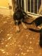 German Shepherd Puppies for sale in Taylors, SC, USA. price: $500