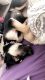 German Shepherd Puppies for sale in Scottsdale, AZ 85254, USA. price: NA