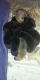 German Shepherd Puppies for sale in Pueblo, CO, USA. price: NA