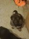 German Shepherd Puppies for sale in Slippery Rock, PA 16057, USA. price: NA