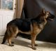 German Shepherd Puppies for sale in Ligonier, IN 46767, USA. price: $500