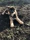 German Shepherd Puppies for sale in F Pl, Kalona, IA 52247, USA. price: NA