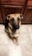 German Shepherd Puppies for sale in Talmoon, MN 56628, USA. price: NA