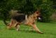 German Shepherd Puppies for sale in Locust Grove, VA 22508, USA. price: $3,500