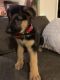German Shepherd Puppies for sale in Weaverville, NC 28787, USA. price: NA