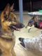 German Shepherd Puppies for sale in Lompoc, CA, USA. price: NA