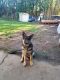 German Shepherd Puppies for sale in 955 NE 198th Ave, Portland, OR 97230, USA. price: NA