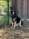 German Shepherd Puppies for sale in Fort Eustis, Newport News, VA 23604, USA. price: $200