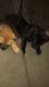 German Shepherd Puppies for sale in Sweet Home, OR, USA. price: NA