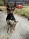 German Shepherd Puppies for sale in Pleasanton, CA 94566, USA. price: NA