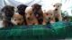 German Shepherd Puppies for sale in Louisiana, MO 63353, USA. price: NA