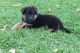 German Shepherd Puppies for sale in Oxford, MS, USA. price: NA