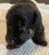 German Shepherd Puppies for sale in Lehigh Acres, FL, USA. price: $750