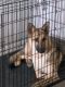 German Shepherd Puppies for sale in Royal Palm Beach, FL, USA. price: NA