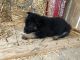 German Shepherd Puppies for sale in West Liberty, KY 41472, USA. price: NA