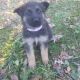 German Shepherd Puppies for sale in Spartanburg, SC, USA. price: $375