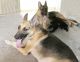 German Shepherd Puppies for sale in Kissimmee, FL, USA. price: $800