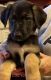 German Shepherd Puppies for sale in West Terre Haute, IN, USA. price: NA