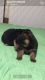German Shepherd Puppies for sale in Thomasville, NC 27360, USA. price: $500