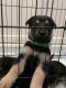 German Shepherd Puppies for sale in Norwalk, CA, USA. price: NA