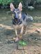German Shepherd Puppies for sale in Parma Heights, OH 44130, USA. price: NA