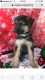 German Shepherd Puppies for sale in Upland, CA, USA. price: NA