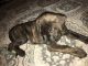 German Shepherd Puppies for sale in Waldorf, MD, USA. price: NA